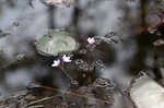 Eastern purple bladderwort